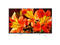 Телевизори Sony KD-65XF8596