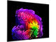 Телевизори LG OLED65G61LW